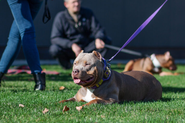 The Social Side of American Bully Ownership: Finding Community and Support